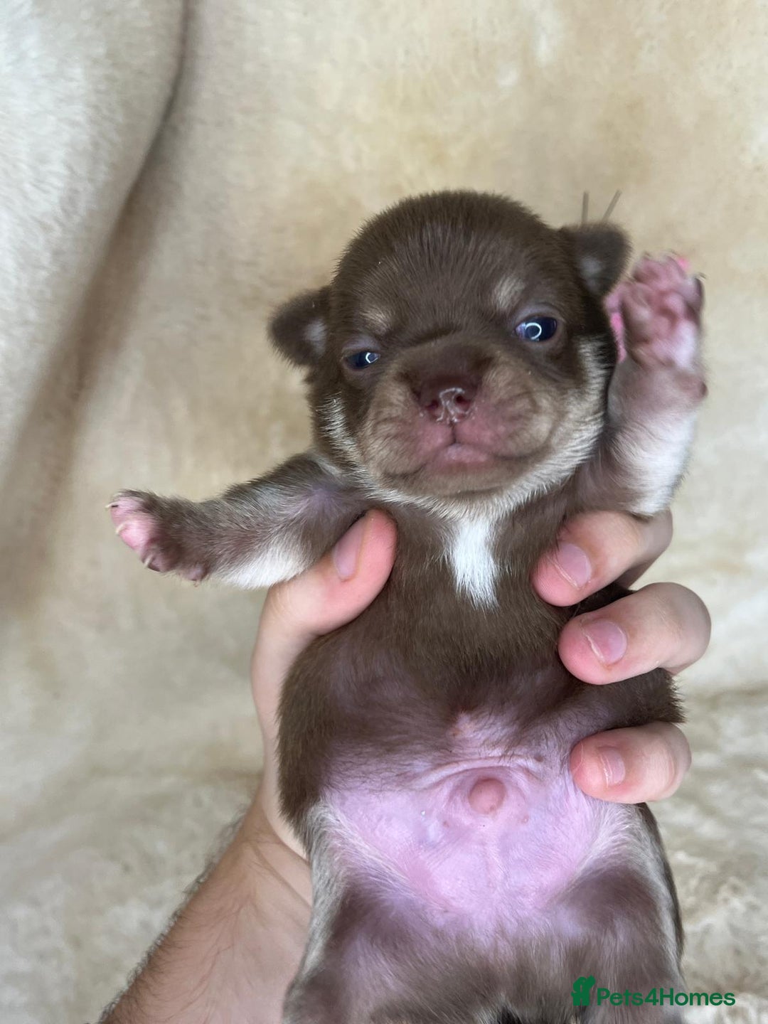 Chihuahua dogs for sale: Chihuahua 2 boys. Chocolate and black  - Image 8