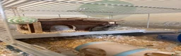 Hamster rodents for sale: Roborovski Hamster  in Wembley - Advert 6