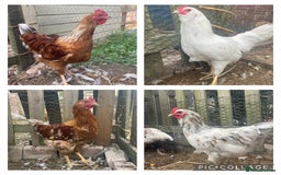 Chickens poultry for sale: 4 Beautiful boys looking for new flock - FREE - Image 1