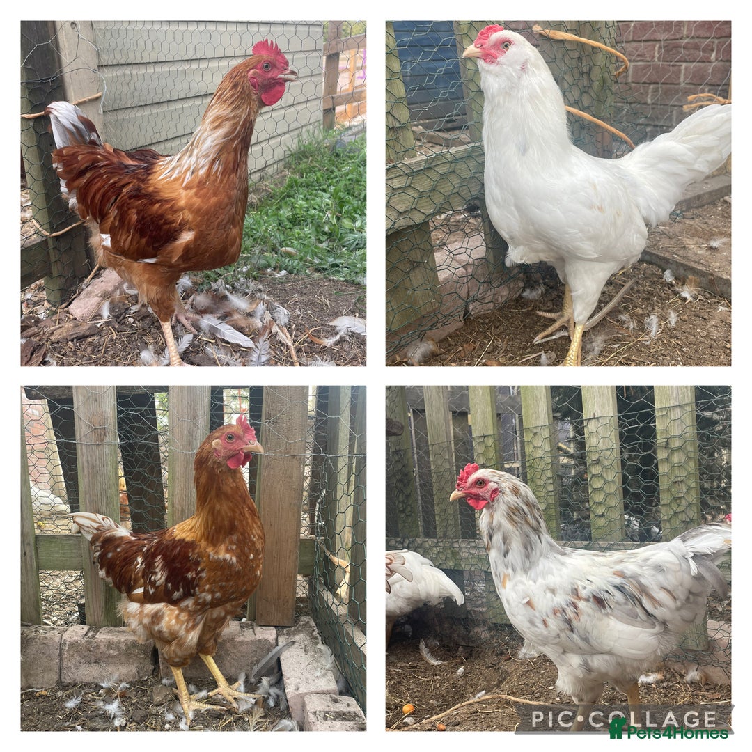 Chickens poultry for sale: 4 Beautiful boys looking for new flock - FREE - Image 1