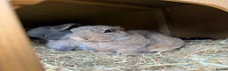 Netherland Dwarf rabbits for sale: Netherland dwarf brothers  in Montgomery - Advert 7