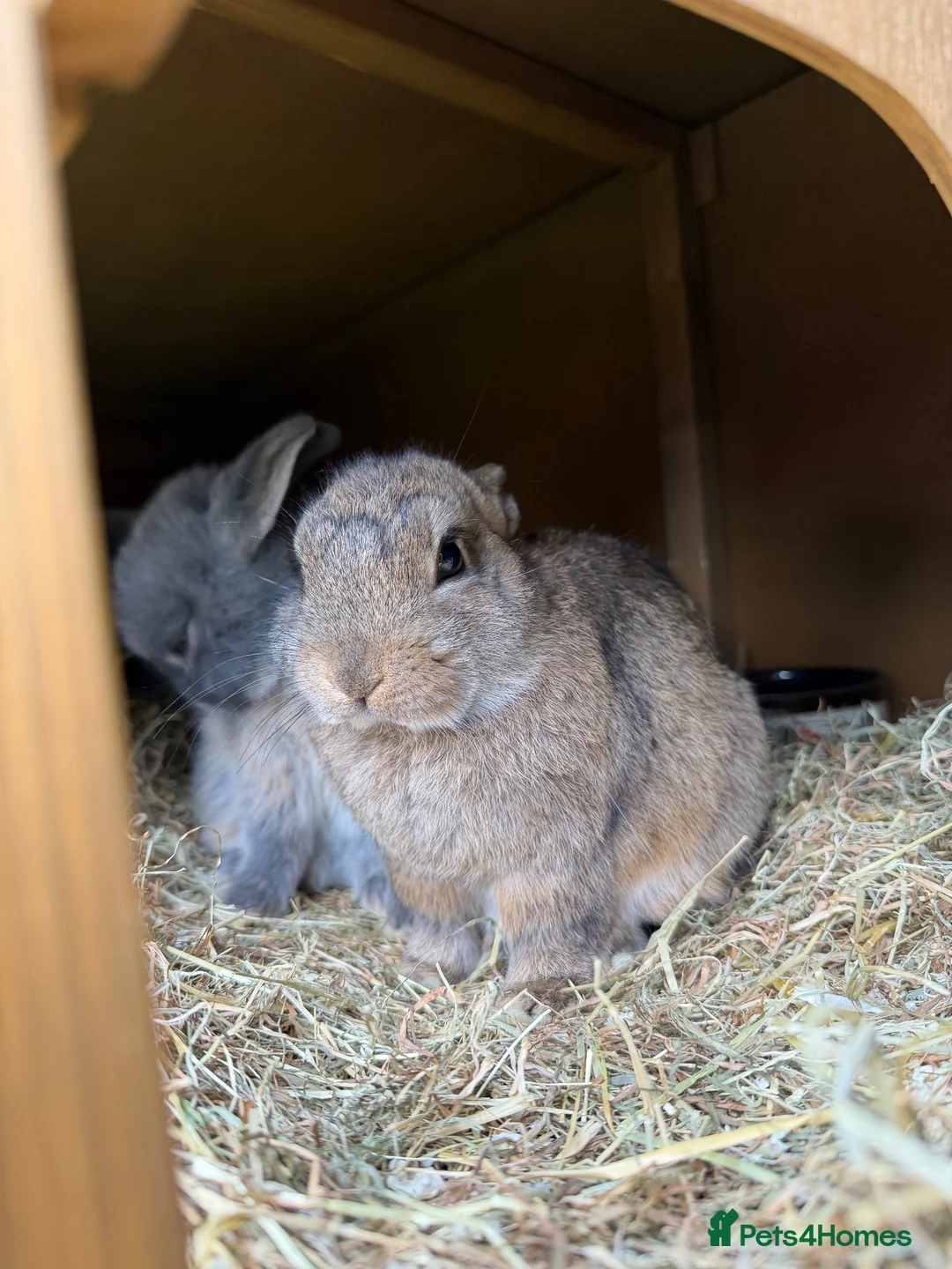 Netherland Dwarf rabbits for sale: Netherland dwarf brothers  in Montgomery - Advert 7