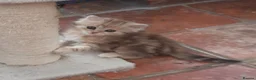 Siberian cats for sale: Adorable Siberian Kittens - Advert 7