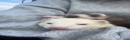Ferret rodents for sale: Neutered males  - Advert 1
