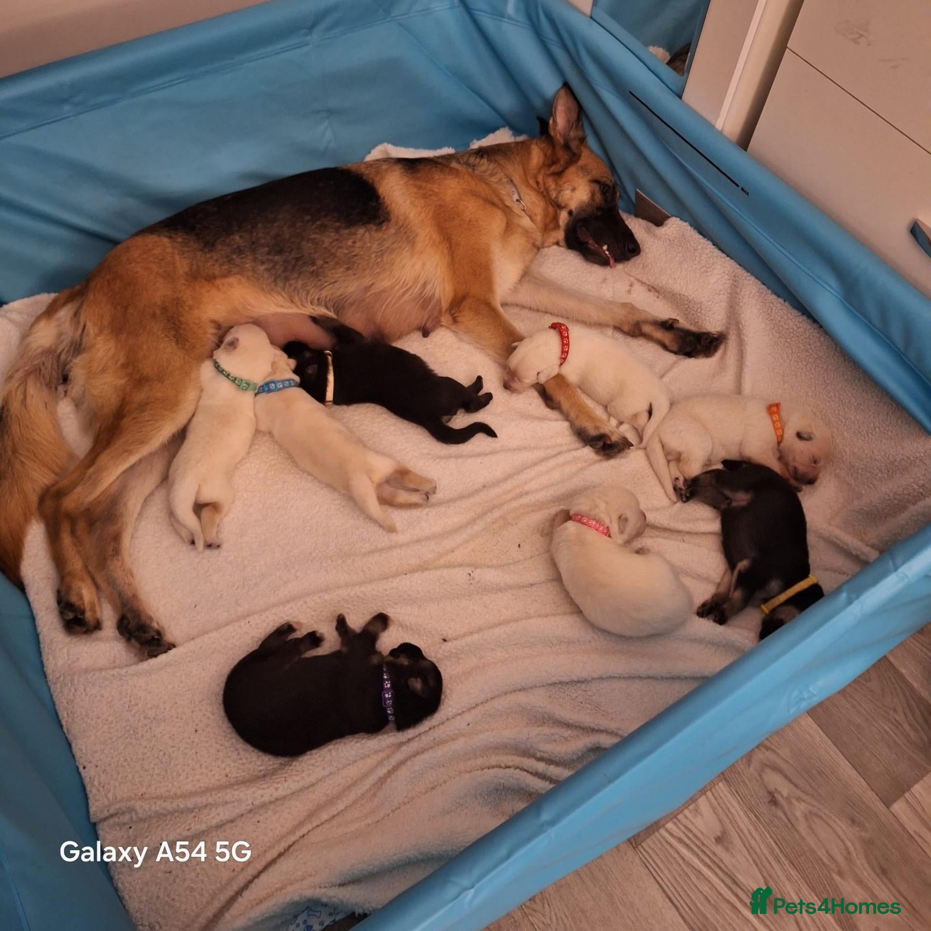 German Shepherd dogs Mixed Shepherd pupps - Advert 1