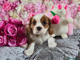Cavalier King Charles Spaniel dogs KC registered from Health Tested parents - Advert 3