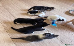 Mixed Breed cats for sale: Kittens seeking 5⭐️ forever homes - Image 17