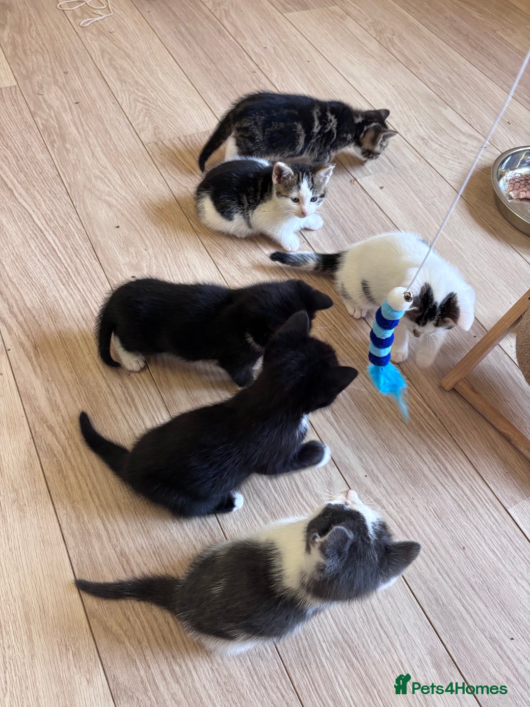 Mixed Breed cats for sale: Kittens seeking 5⭐️ forever homes - Image 17