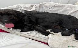 Labradoodle dogs for sale: Toy adorable Labradoodle DNA TESTED - Image 2