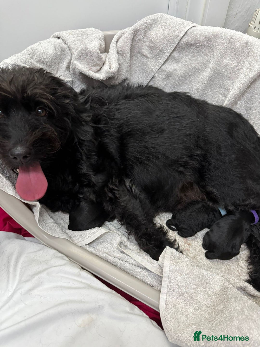 Labradoodle dogs for sale: Toy adorable Labradoodle DNA TESTED - Image 2
