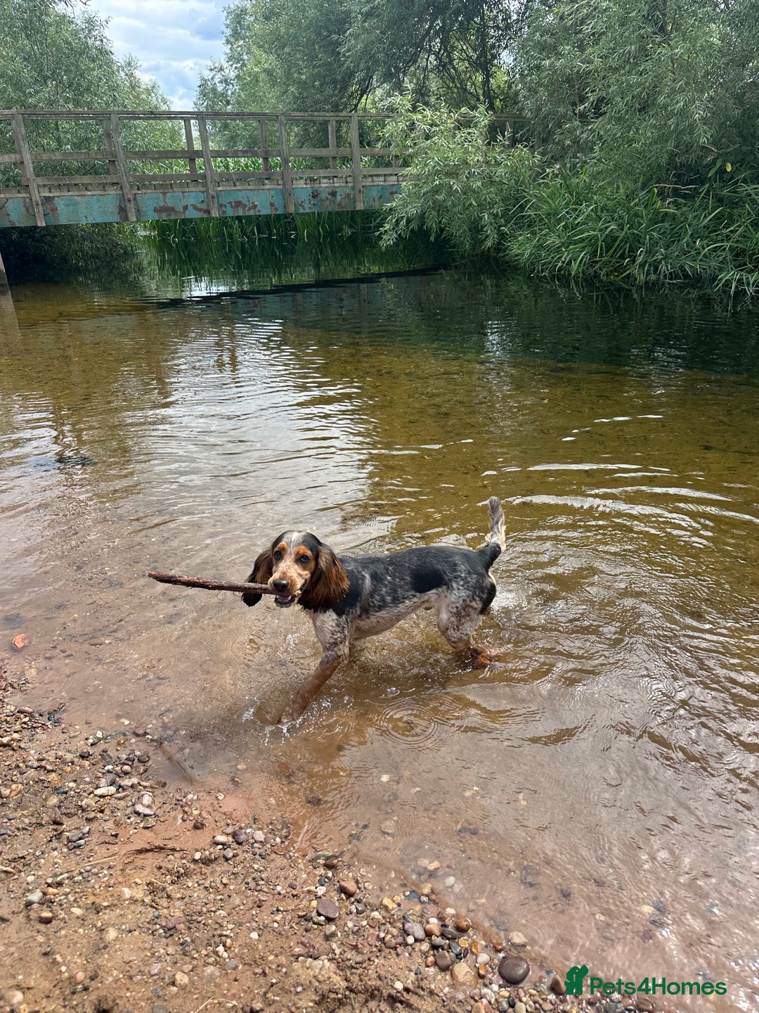 Cocker Spaniel dogs for stud: Male Cocker spaniel for Stud   - Advert 6