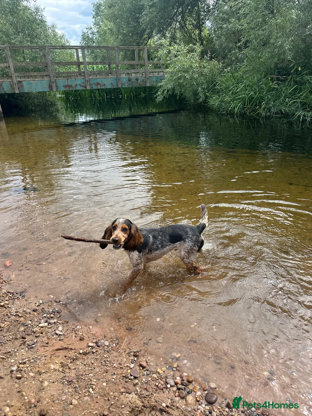 Cocker Spaniel dogs for stud: Male Cocker spaniel for Stud   - Advert 6