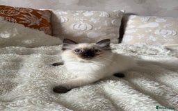Ragdoll cats for sale: GCCF registered Ragdoll kittens - Image 11