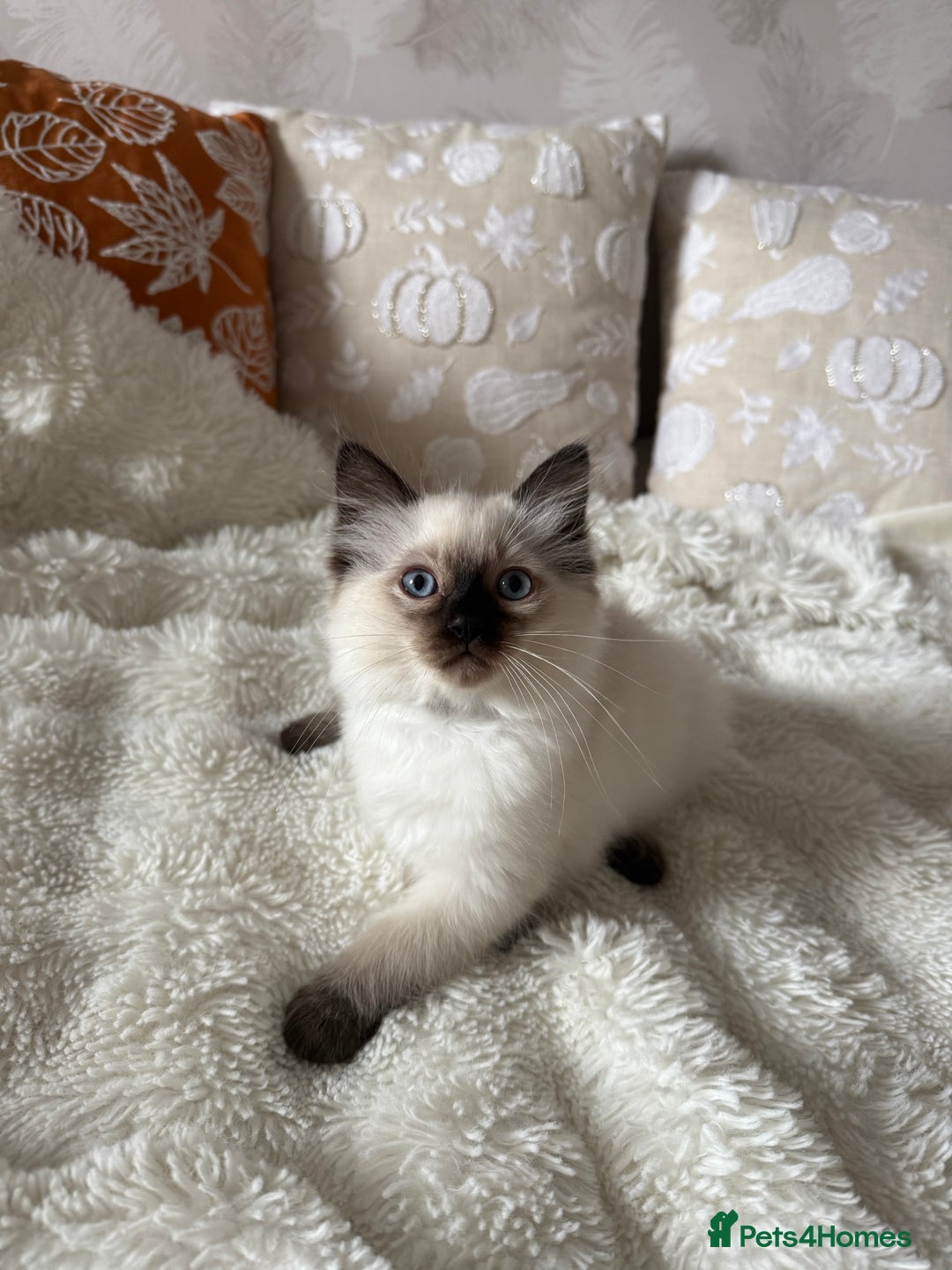 Ragdoll cats for sale: GCCF registered Ragdoll kittens - Image 11