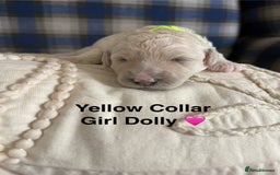 Poochon dogs for sale: Beautiful Poochon Puppies – Ready for Viewing - Image 12