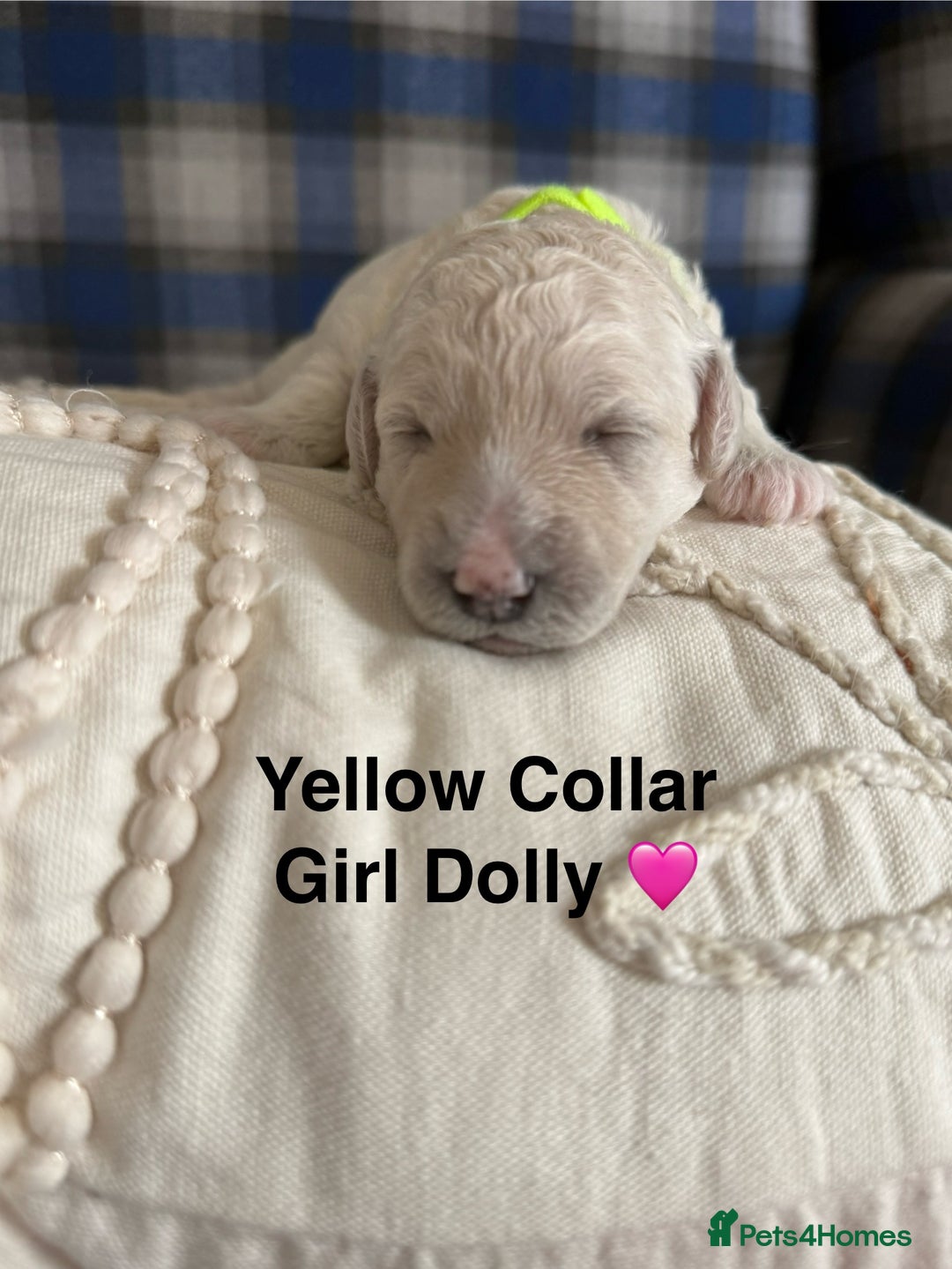 Poochon dogs for sale: Beautiful Poochon Puppies – Ready for Viewing - Image 12