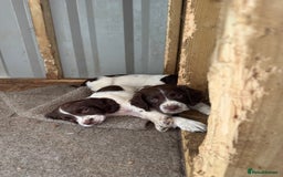 English Springer Spaniel dogs for sale: Beautiful pedigree springer spaniels  - Image 4