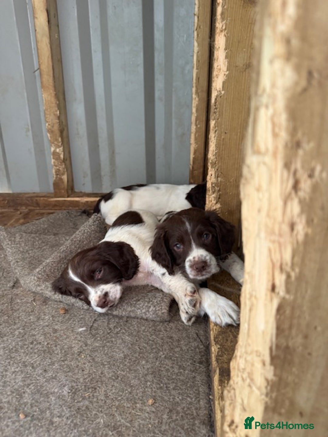 English Springer Spaniel dogs for sale: Beautiful pedigree springer spaniels  - Image 4