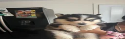 Pomsky dogs for sale: American Line Health Tested F4 Pomskys - Advert 33