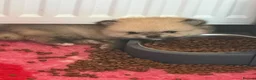 Pomeranian dogs for sale: Teddy Bear Pomeranians  - Advert 4