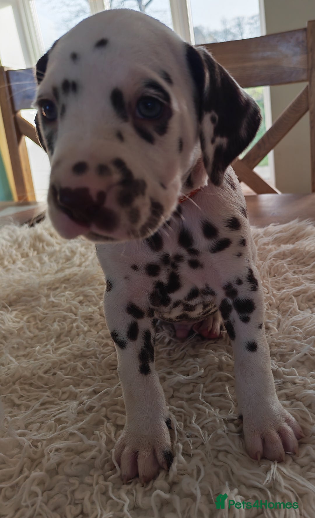 Dalmatian dogs for sale: Ready now - Champion Boys in the making!! - Advert 19