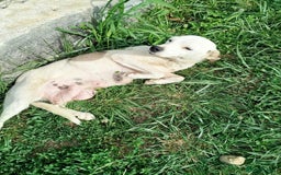 Mixed Breed dogs for adoption: Hannah, 2-3 yrs old. Available for adoption. - Image 1