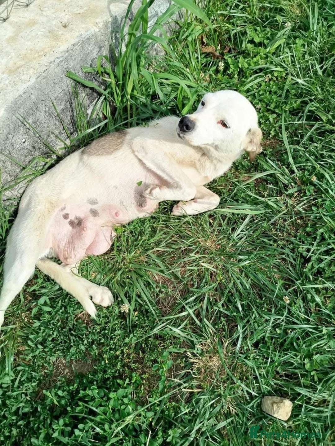 Mixed Breed dogs for adoption: Hannah, 2-3 yrs old. Available for adoption. - Image 1