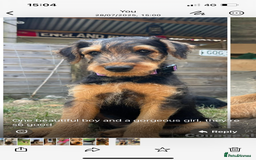 Airedale Terrier dogs for sale: Well bred, balanced litter. Quick learners. - Image 5