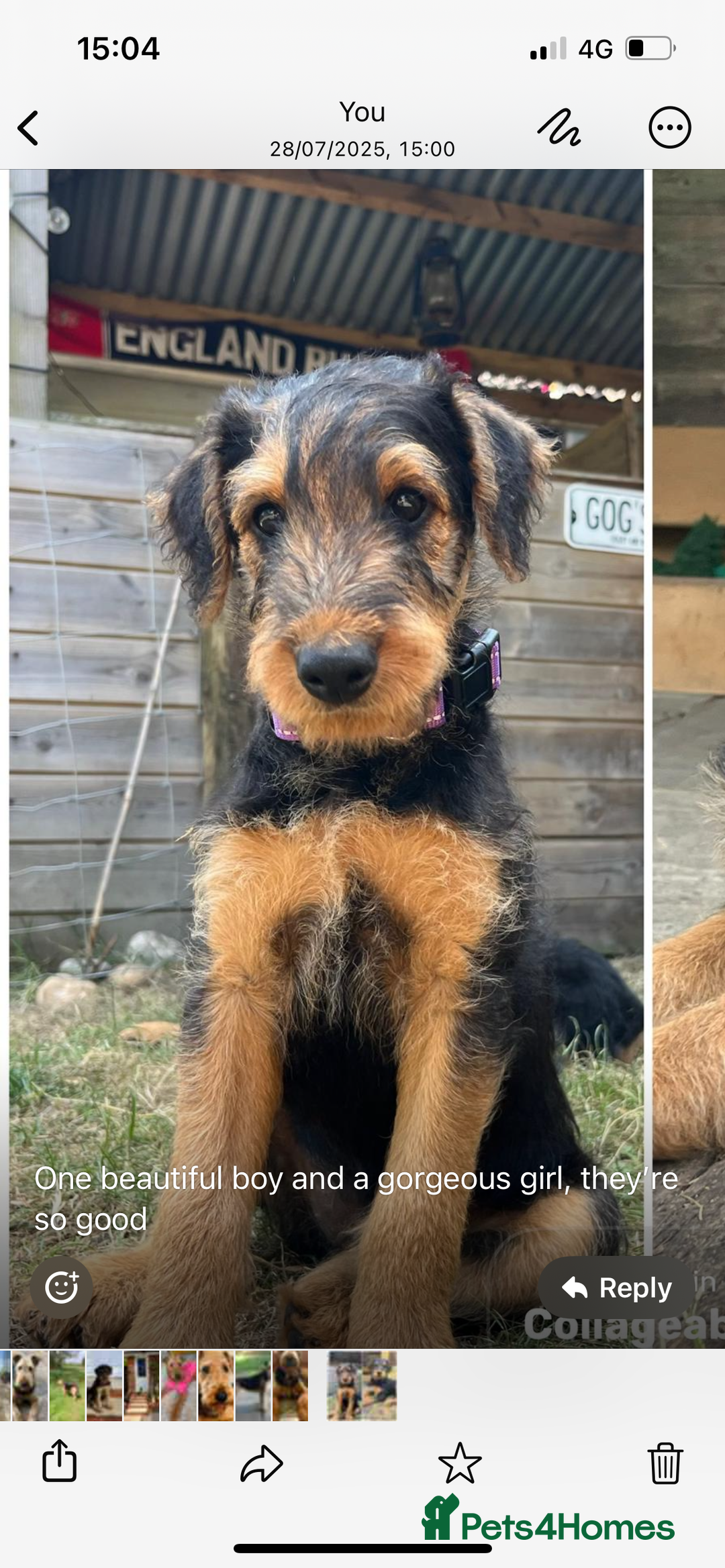 Airedale Terrier dogs for sale: Well bred, balanced litter. Quick learners. - Image 5