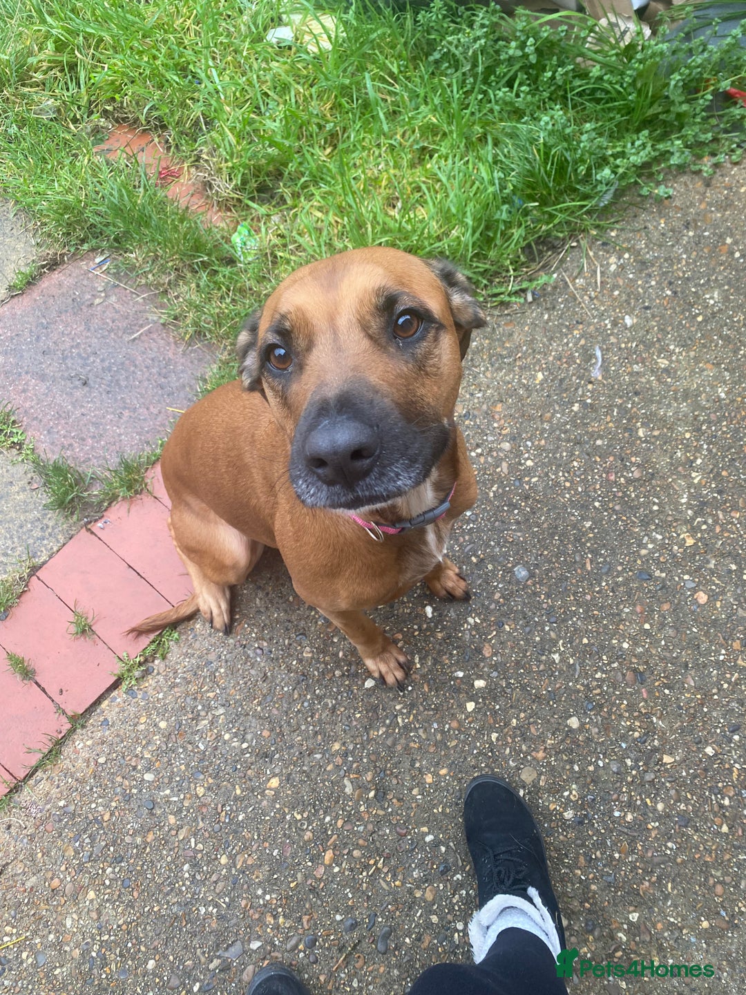 Mixed Breed dogs for sale: Staffy cross. In need of good home!  - Advert 2