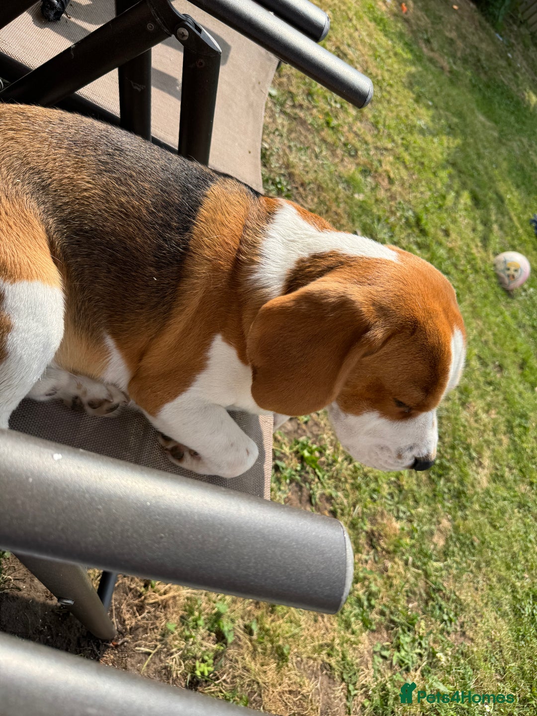 Beagle dogs for sale: Beagle  - Advert 2