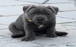 Staffordshire Bull Terrier dogs for stud: SOLID BLUE PIRO x JOKER BLOODLINE in London - Image 6