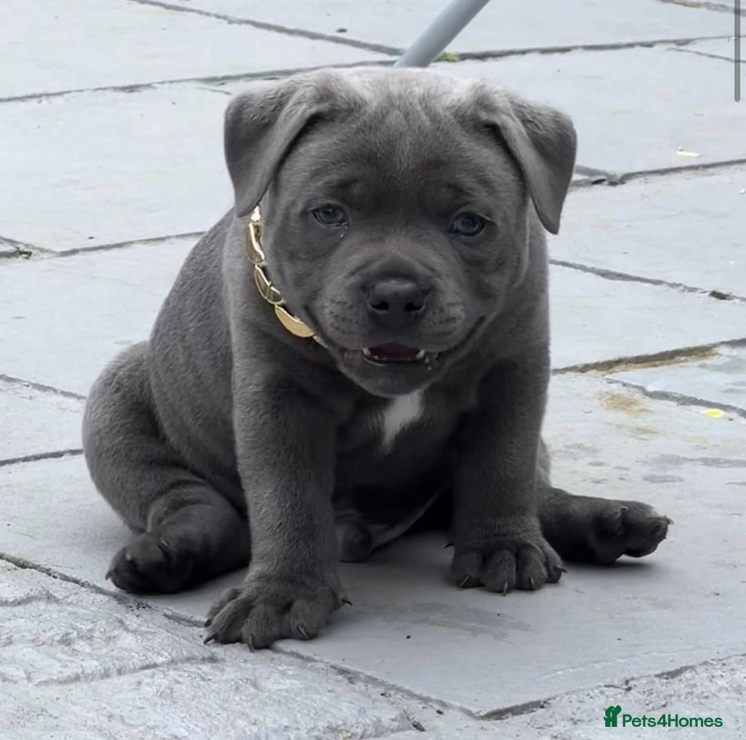 Staffordshire Bull Terrier dogs for stud: SOLID BLUE PIRO x JOKER BLOODLINE in London - Image 6
