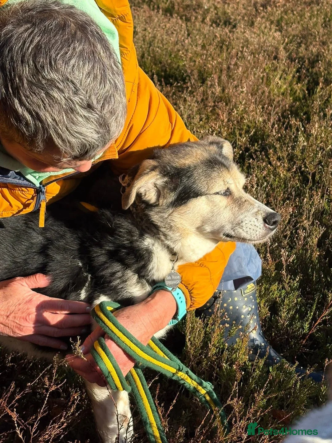Mixed Breed dogs for adoption: Tara - Norwich Norfolk  - Advert 2
