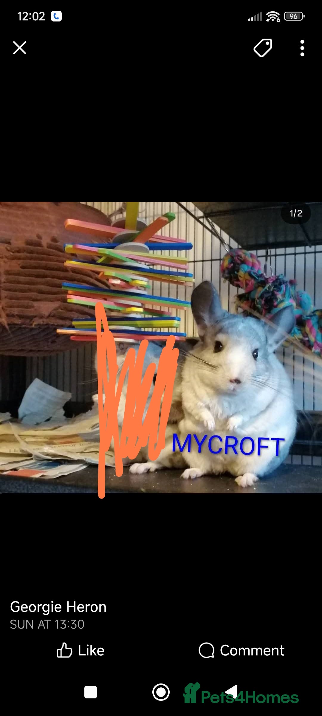 Chinchilla rodents for sale: Chinchillas for sale  - Advert 4