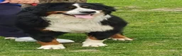 Bernese Mountain Dog dogs for sale: Two lovely Bernese Mountain Dogs  - Advert 2