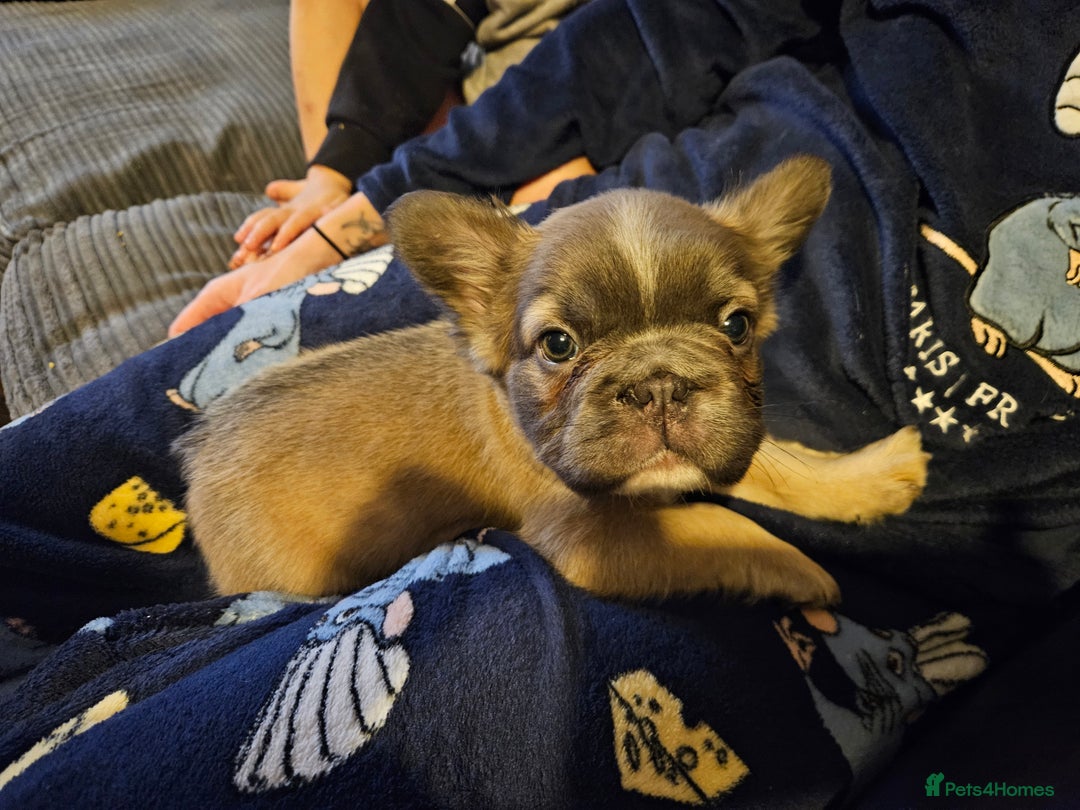 French Bulldog dogs for sale: KC French bulldogs READY FOR THEIR FOREVER HOME 💙 - Advert 13