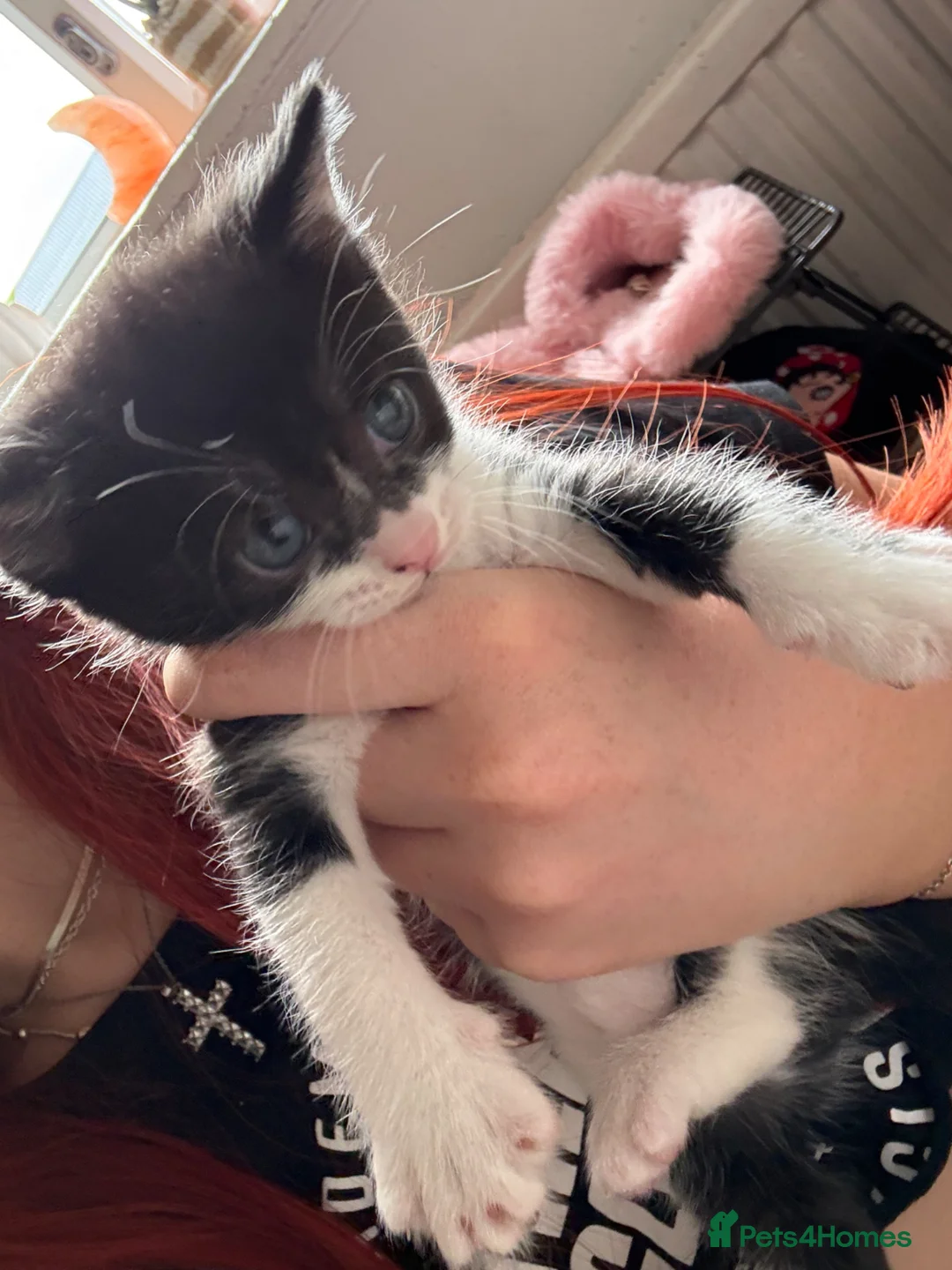 Mixed Breed cats for sale: 4 beautiful kitties one calico - Advert 5