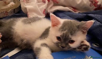 British Shorthair cats - Advert 16