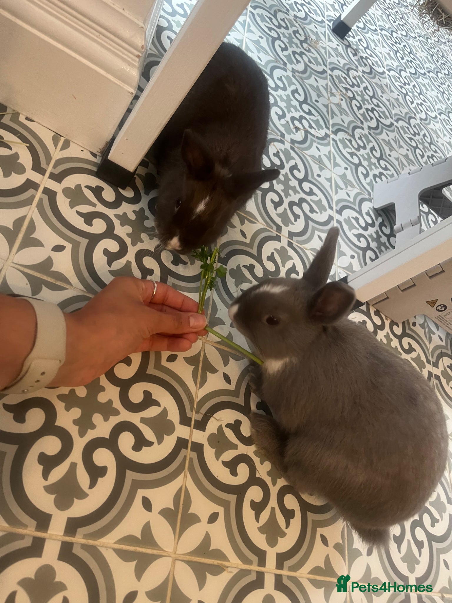 Netherland Dwarf rabbits for sale: Netherlands dwarf siblings in Swanley - Advert 6