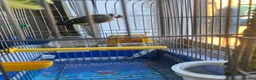 Finches birds for sale: Female European Goldfinch Captive Bred & Ringed - Advert 7