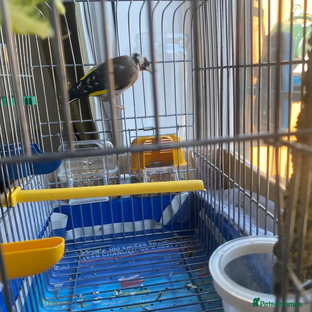 Finches birds for sale: Female European Goldfinch Captive Bred & Ringed - Advert 7