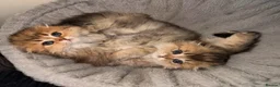 Scottish Fold cats for sale: Teddy Bear Scottish / Persian cross Fold Kittens  in London - Advert 16