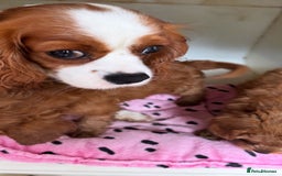 Cavapoo dogs for sale: Gorgeous Bright Red Cavapoos - Image 5