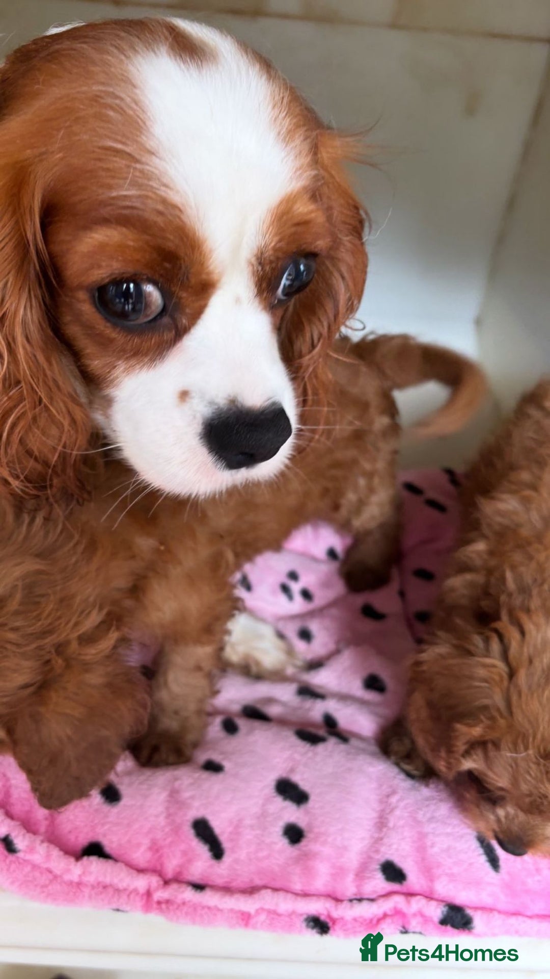 Cavapoo dogs for sale: Gorgeous Bright Red Cavapoos - Image 5