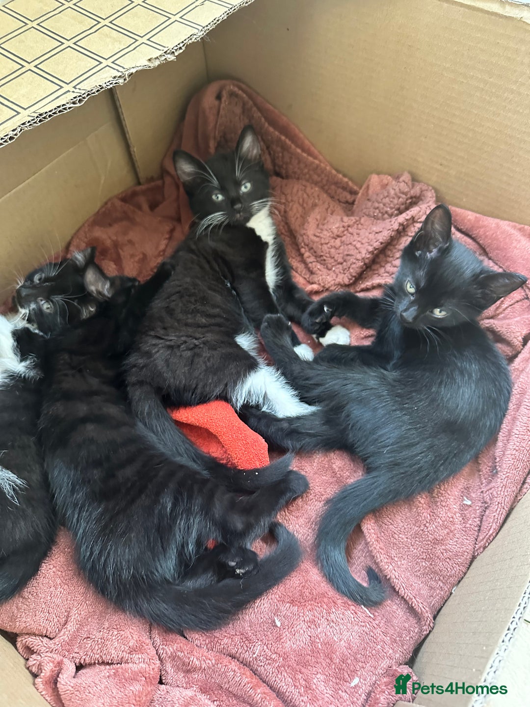 British Shorthair cats for sale: 💕✨ 4 Kittens ready for a new home 💕✨ kitten - Image 17