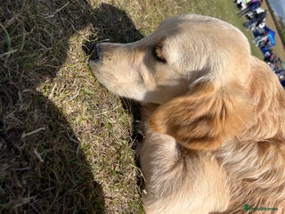 Golden Retriever dogs - Advert 17