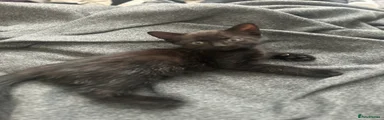 Black kitten 3