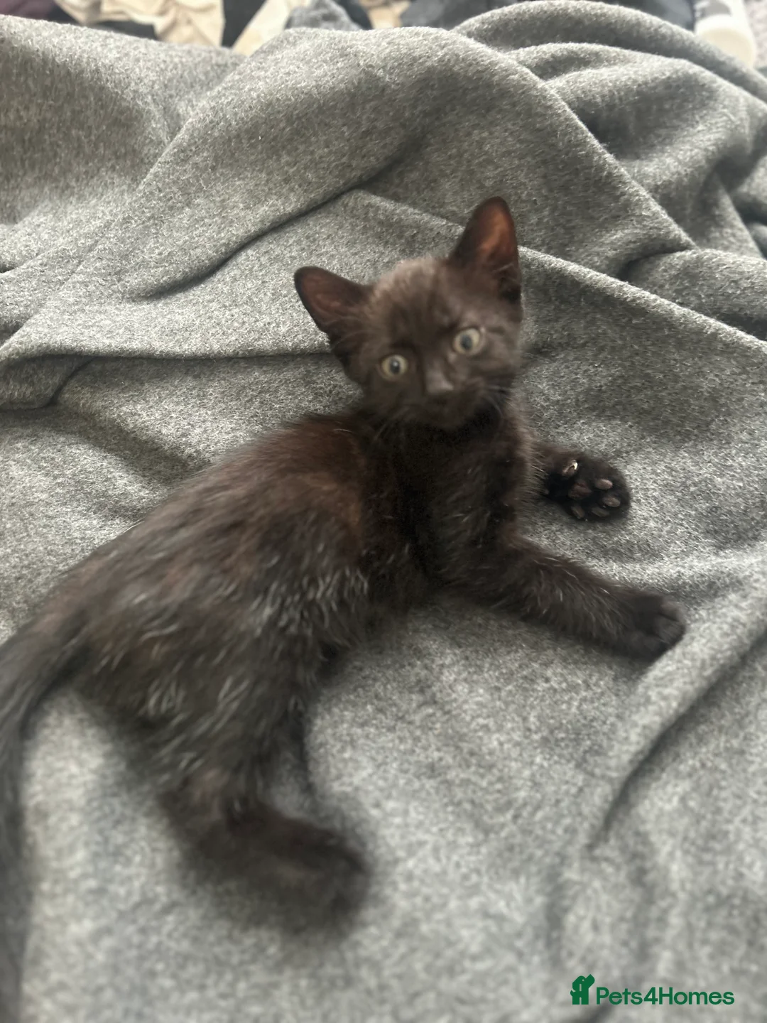 Mixed Breed cats for sale: Kittens ready to leave next week - Advert 2