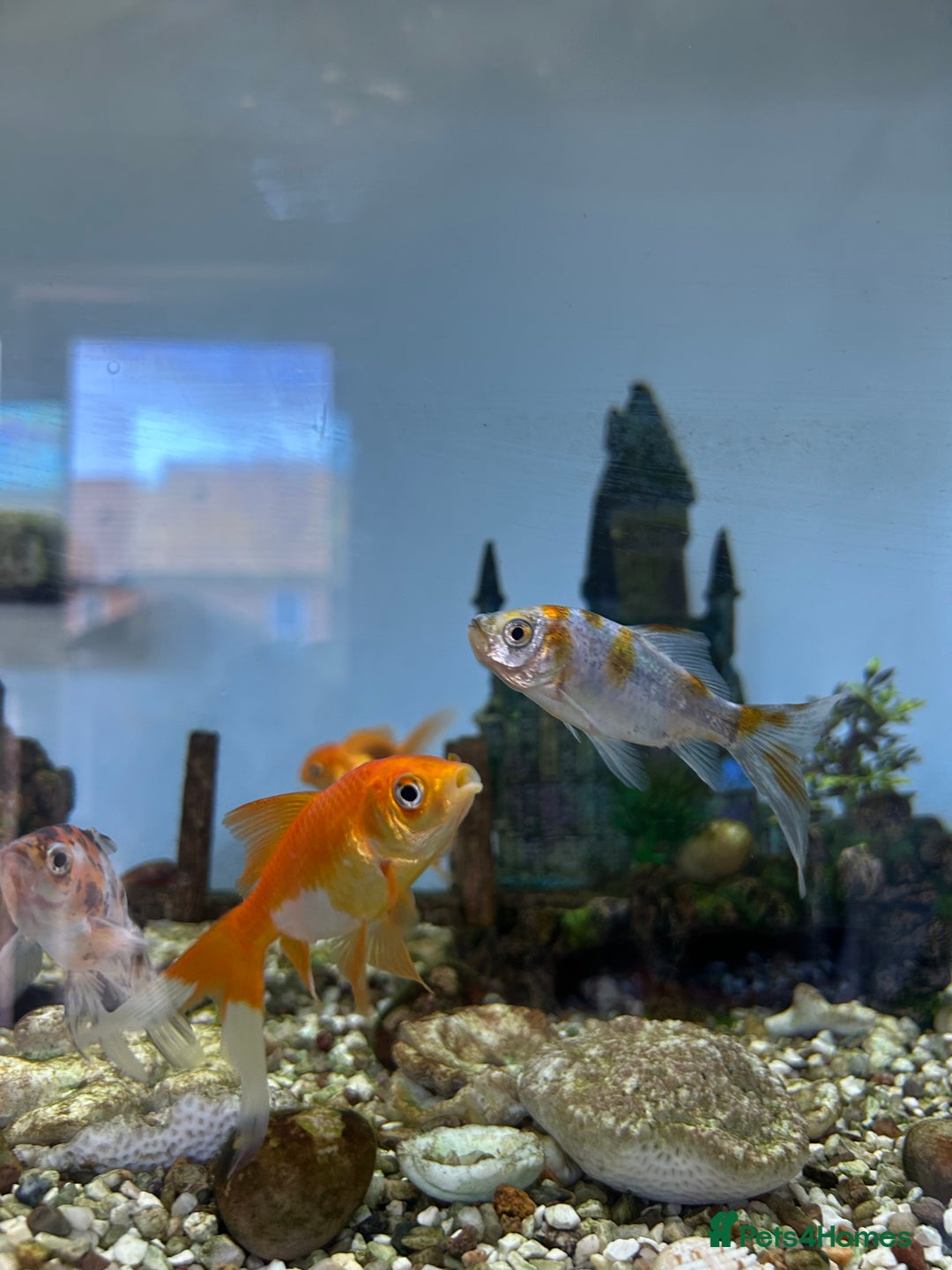Fancy Goldfish fish for sale: Fancy goldfish / goldfish  - Image 3